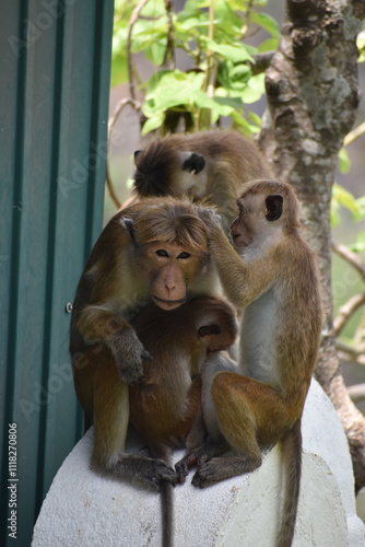 Monkey Photography - Toque Macaque (Macaca Sinica) in it's Natural Habitat, Sri Lanka photo