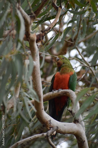 Colorful Parrot in the Forest of Victoria, Australia