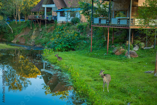 In Thailand's Lam Takhong Dam National Park, there is a public camping. photo