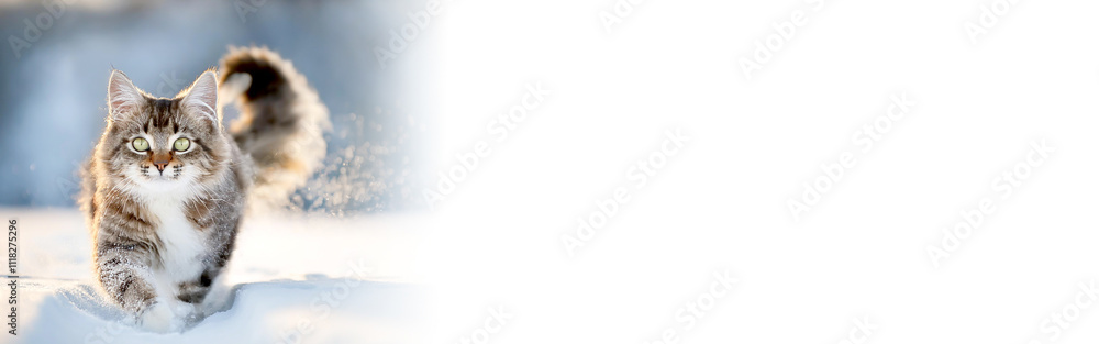 Obraz premium Katze stapft durch den Schnee 