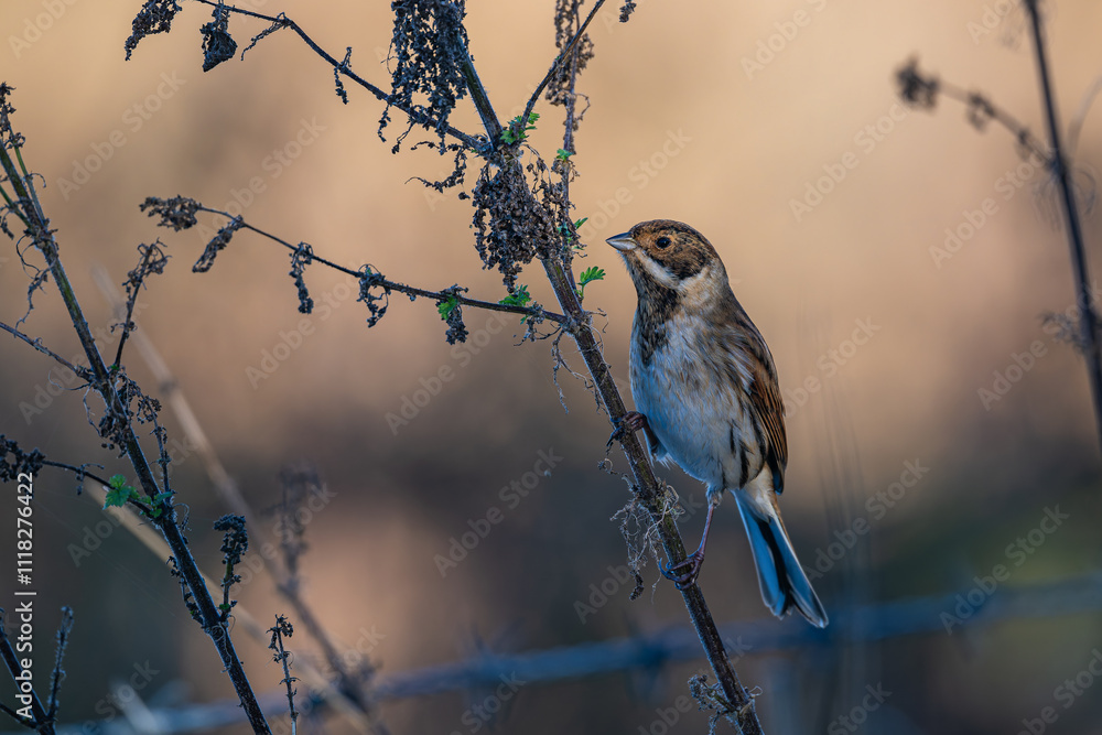 Male Reed bunting, Emberiza schoeniculus, feed ing on reed stems Male Reed bunting, Emberiza schoeniculus, feed ing on reed stems