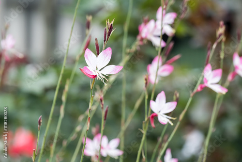 Beautiful appleblossom grass (gaura lindheimeri) flowers.