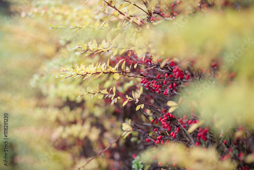 Zweige mit roten Beeren und Tautropfen im Herbst, natürliche Schönheit in der Natur