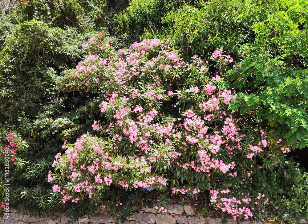 The Colours Of Nature. Trees, Flowers, Shrubs and Bushes The Colours Of Nature. Trees, Flowers, Shrubs and Bushes