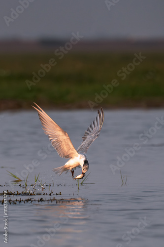 This is a bird seeing in jungles and different other places