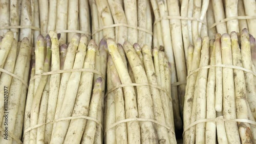Freshly harvested white asparagus bundled for sale at a local market in early spring,  Châtillon-sur-Loire, Centre, France