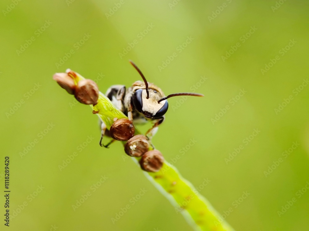 A nomia bee on grass flower seeds in the garden A nomia bee on grass flower seeds in the garden