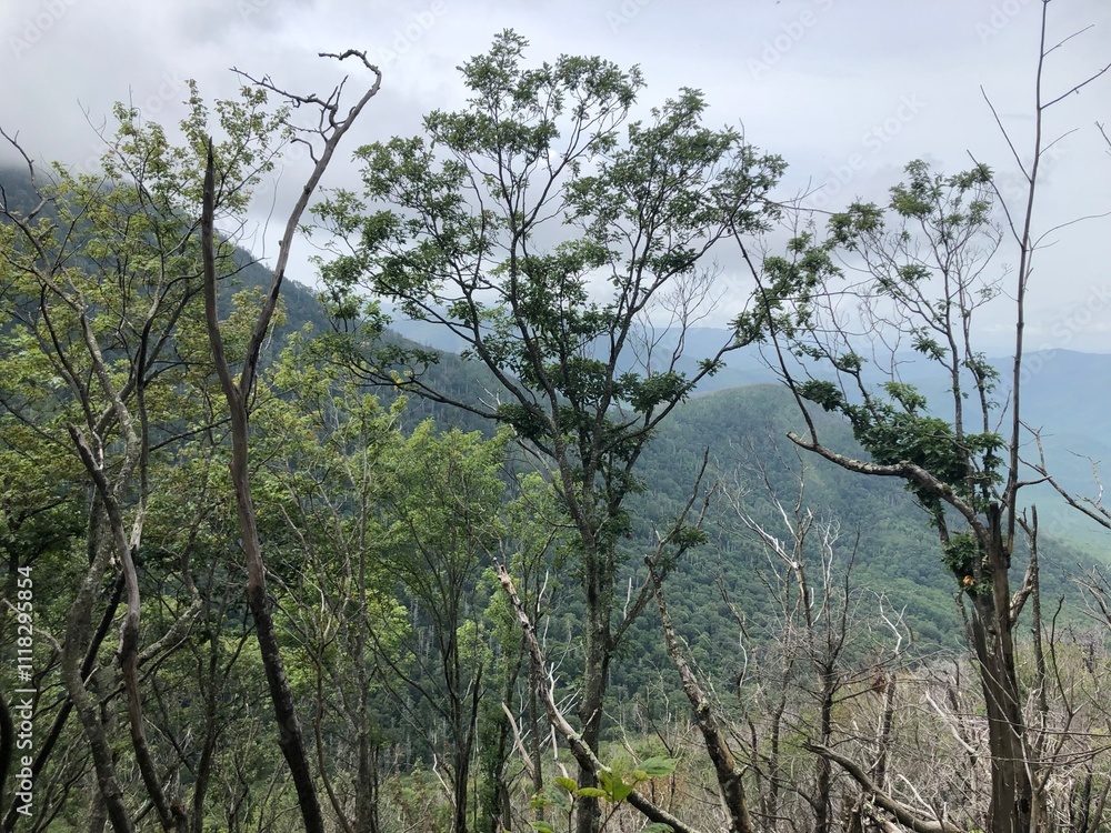 Fototapeta premium forest mountains