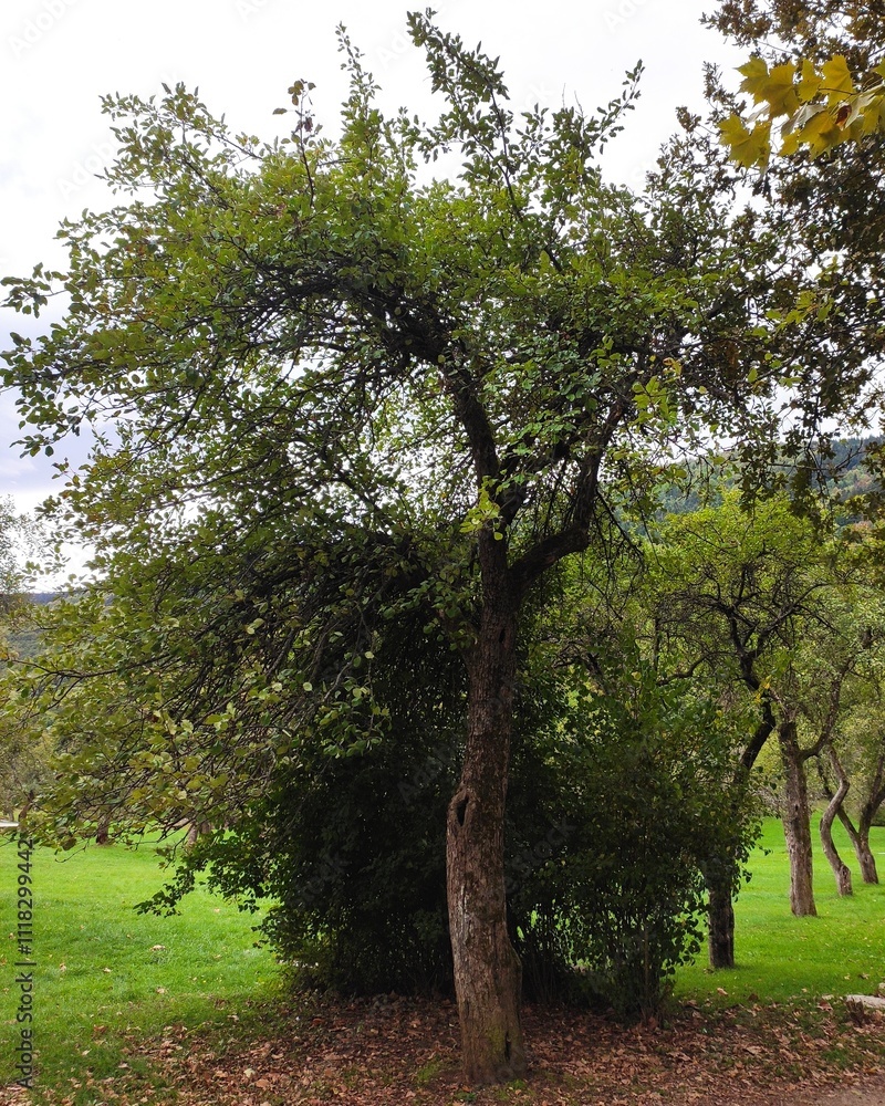 Fototapeta premium The Colours Of Nature. Trees, Flowers, Shrubs and Bushes