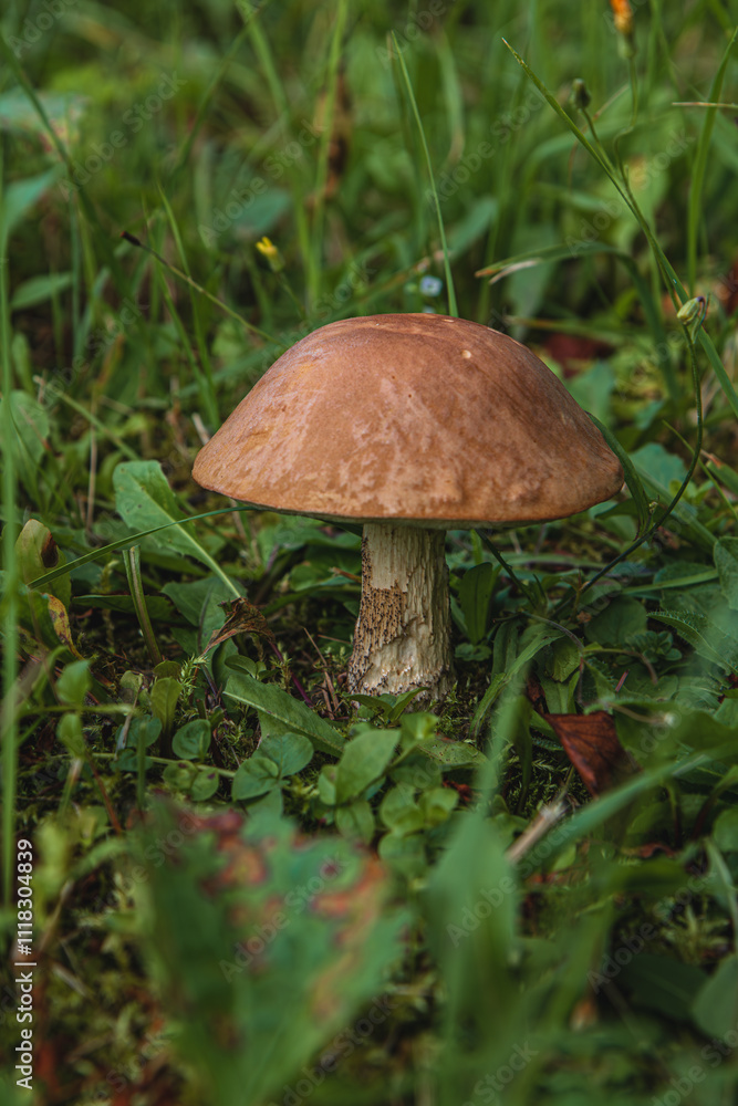 Edible mushrooms in the forest in summer mushroom grows among the grass Edible mushrooms in the forest in summer mushroom grows among the grass