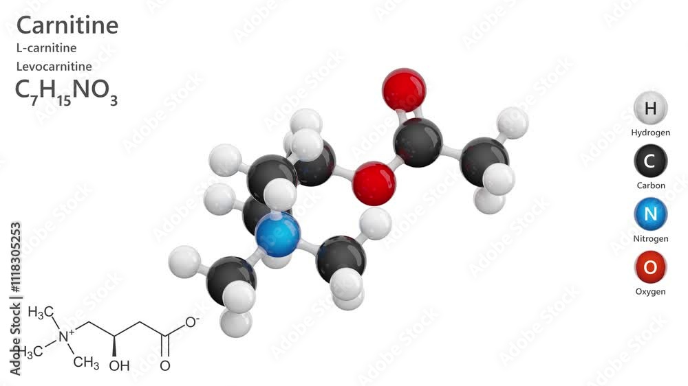 Carnitine. Dietary supplement. Animated 3D model of a molecule. Molecular formula: C7H15NO3. Chemical model: Ball and stick. White background. 3D rendering. Seamless loop. Carnitine. Dietary supplement. Animated 3D model of a molecule. Molecular formula: C7H15NO3. Chemical model: Ball and stick. White background. 3D rendering. Seamless loop.