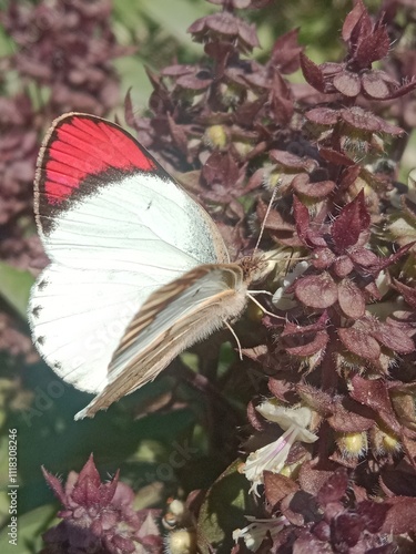 Colotis butterfly collect nectar from ocimum basilicum flower or orange tips butterfly on plant  photo