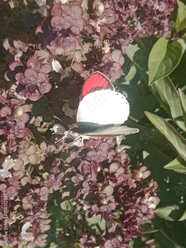 Colotis butterfly collect nectar from ocimum basilicum flower or orange tips butterfly on plant  photo