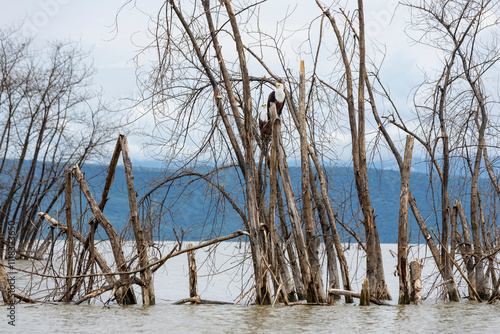 Two African Fish Eagles, (Icthyophaga vocifer), perched on a branch