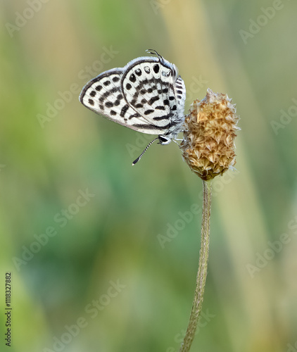 wild animals.photos of various butterflies. photo