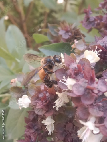 Honey Bee on ocimum basilicum flower or Honey Bee on Basil flower in the garden	 photo