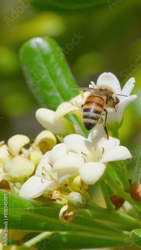 Honey bees collect pollen from plant flowers,animal wildlife insect pollination, Vertical 4k