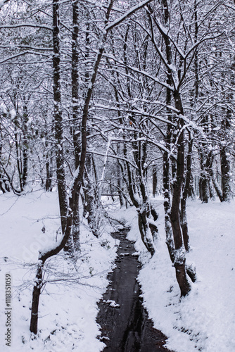 WInter forest in the snow.