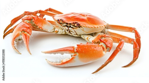 Vibrant Red Crab with Claws on a White Background Displaying Beauty