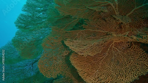 Big colony of Sea Fan soft corals in depth sea, Slow motion, Close up of coral Giant Gorgonian, Subergorgia mollis in coral garden in deep water photo