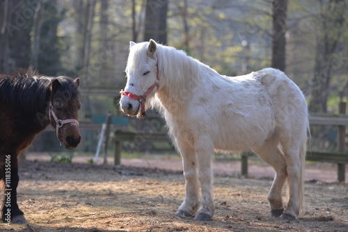 chevaux noirs et blancs