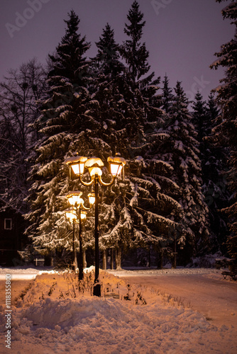 Christmas trees at night in winter park