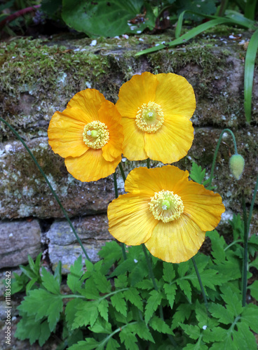 Trio of Welsh Poppy blooms, Derbyshire England
 photo