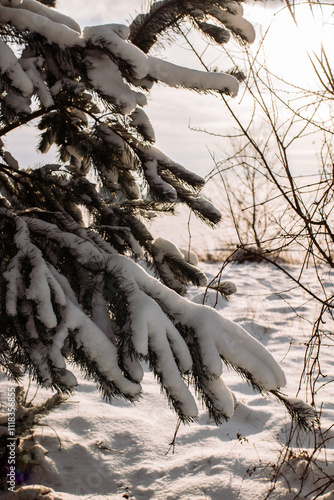 Snow covered tree