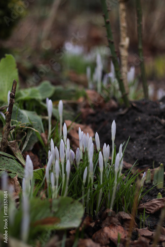 The first spring flowers - crocuses.