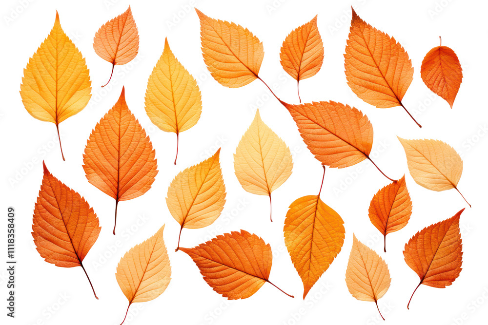 Obraz premium Pattern of dry orange metallic leaves aligned in a grid formation Isolated on white background
