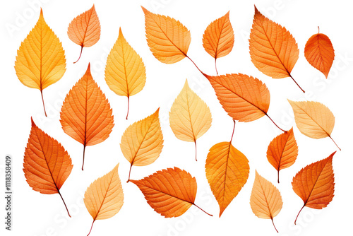 Pattern of dry orange metallic leaves aligned in a grid formation Isolated on white background photo