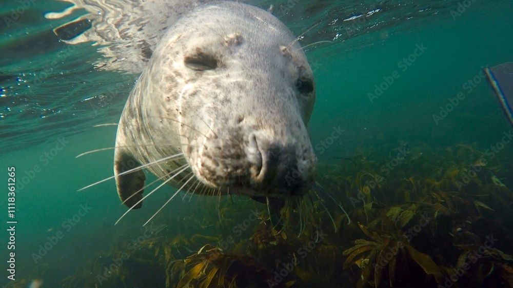 Fototapeta premium sea lion resting