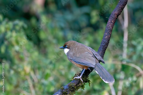 A white throated laughingthrush perched next to a waterbody with its reflection in the water on the outskirts of sattal, Uttarakhand  photo