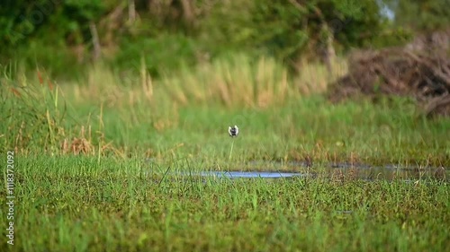 Pied kingfisher 