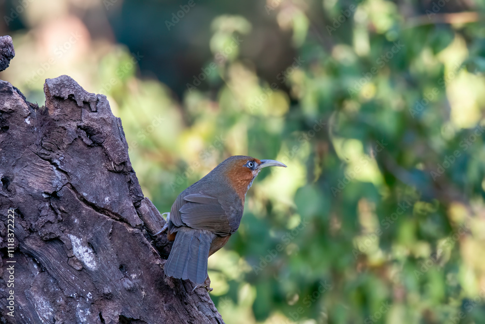 A Rusty cheeked Scimitar Babbler perched on top of a tree in the deep jungles on the outskirts of Sattal Town in Uttarakhand A Rusty cheeked Scimitar Babbler perched on top of a tree in the deep jungles on the outskirts of Sattal Town in Uttarakhand