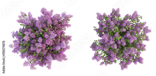 3d render of top view of blooming lilac tree isolated on a white or transparent background, Cut out PNG