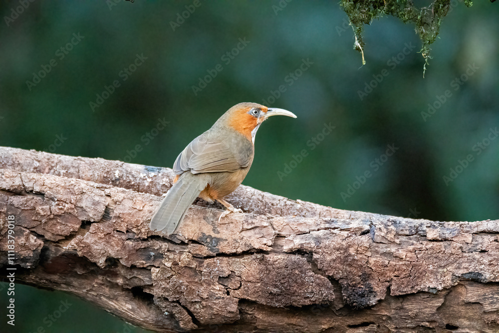 Fototapeta premium A Rusty cheeked Scimitar Babbler perched on top of a tree in the deep jungles on the outskirts of Sattal Town in Uttarakhand