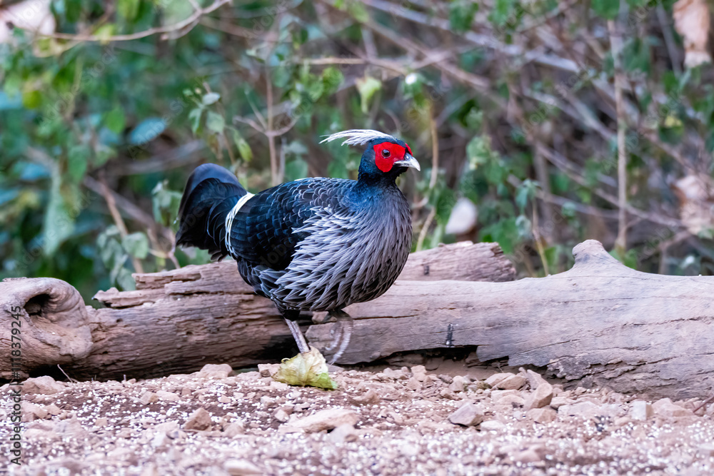 A family of Kalij pheasant feeds on seeds in a bird hide on the foothills of Sattal, Uttarakhand A family of Kalij pheasant feeds on seeds in a bird hide on the foothills of Sattal, Uttarakhand