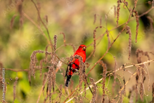 A scarlet finch perched on a bush in the mountains of chopta in Uttarakhand, India photo