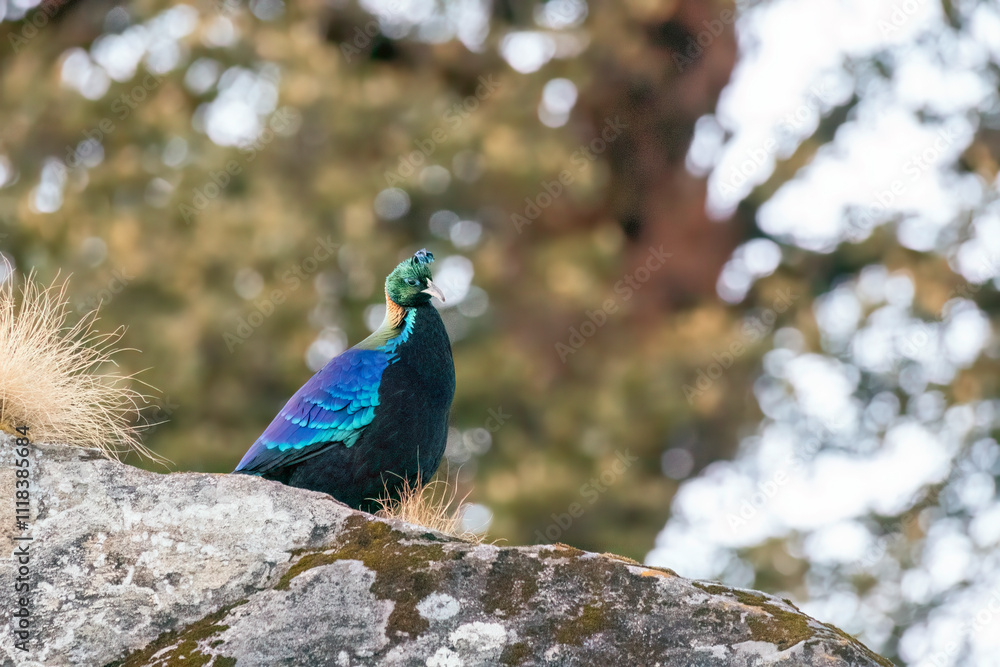 A beautiful himalayan Monal forging on the ground underneath snow on the mountain of Tunganath in Chopta, Uttarakhand A beautiful himalayan Monal forging on the ground underneath snow on the mountain of Tunganath in Chopta, Uttarakhand