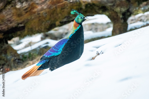 A beautiful himalayan Monal forging on the ground underneath snow on the mountain of Tunganath in Chopta, Uttarakhand 
