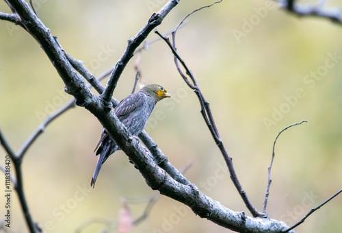 A yellow-rumped honeyguide perched on top of a tree branch on the outskirts of Rudraprayag, Uttarakhand photo