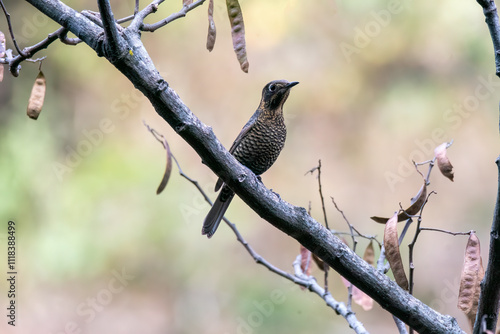 A yellow-rumped honeyguide perched on top of a tree branch on the outskirts of Rudraprayag, Uttarakhand photo