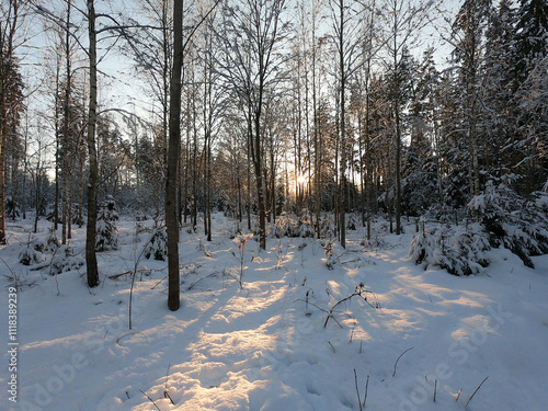 The sun shines through the trees in the winter forest at sunset