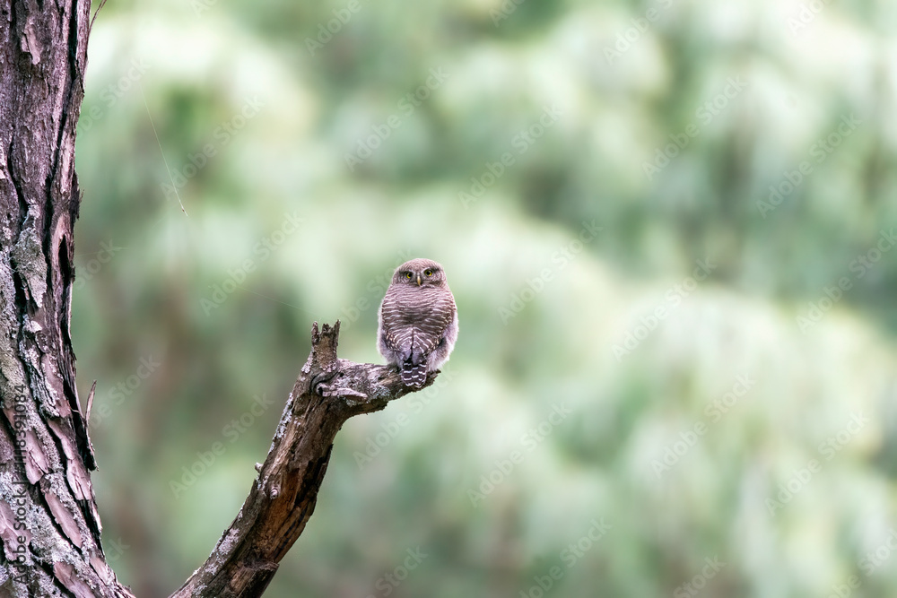 An Asian-barred Owlet perched on top of a branch on the outskirts of Sattal city in Uttarakhand An Asian-barred Owlet perched on top of a branch on the outskirts of Sattal city in Uttarakhand