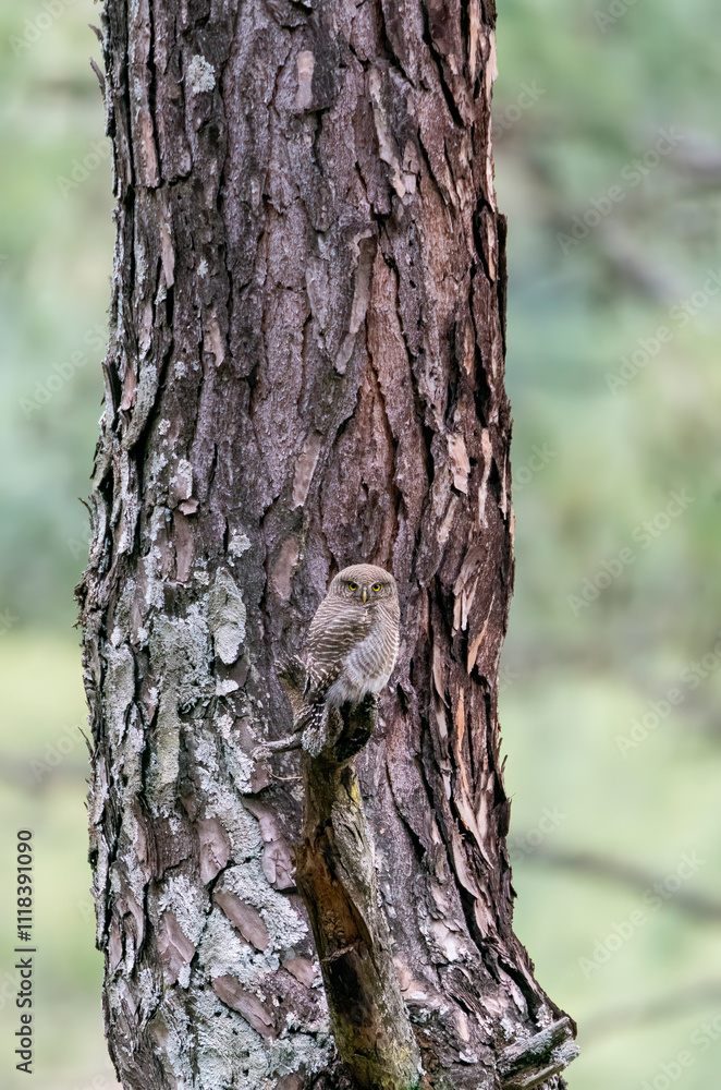 An Asian-barred Owlet perched on top of a branch on the outskirts of Sattal city in Uttarakhand An Asian-barred Owlet perched on top of a branch on the outskirts of Sattal city in Uttarakhand