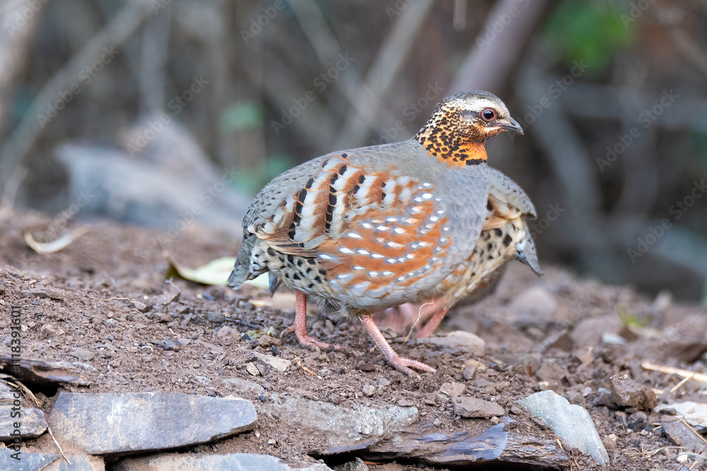 A Rufous throated partridge feeding on seeds on the edge of a bushes on the outskirts of Sattal town in Uttarakhand A Rufous throated partridge feeding on seeds on the edge of a bushes on the outskirts of Sattal town in Uttarakhand