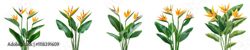 Vibrant Bird of Paradise Flowers Tropical Plants Exotic Floral Design Lush Greenery Nature