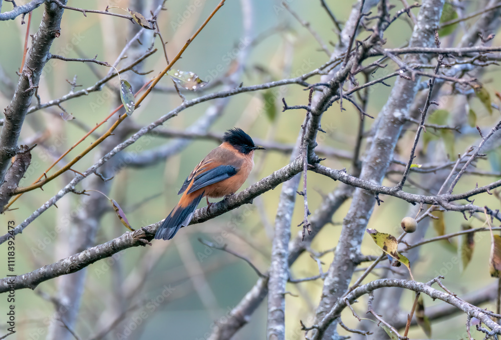 A Rufus Sibia perched on top of a tree branch on the outskirts of Sattal town in Uttarakhand A Rufus Sibia perched on top of a tree branch on the outskirts of Sattal town in Uttarakhand