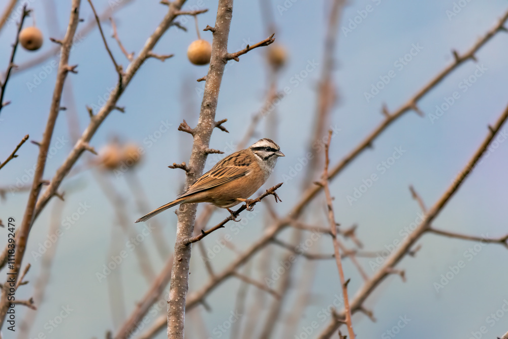 A Rock Bunting perched on a branches of a tree on the outskirts of Mandal town in Uttarakhand A Rock Bunting perched on a branches of a tree on the outskirts of Mandal town in Uttarakhand